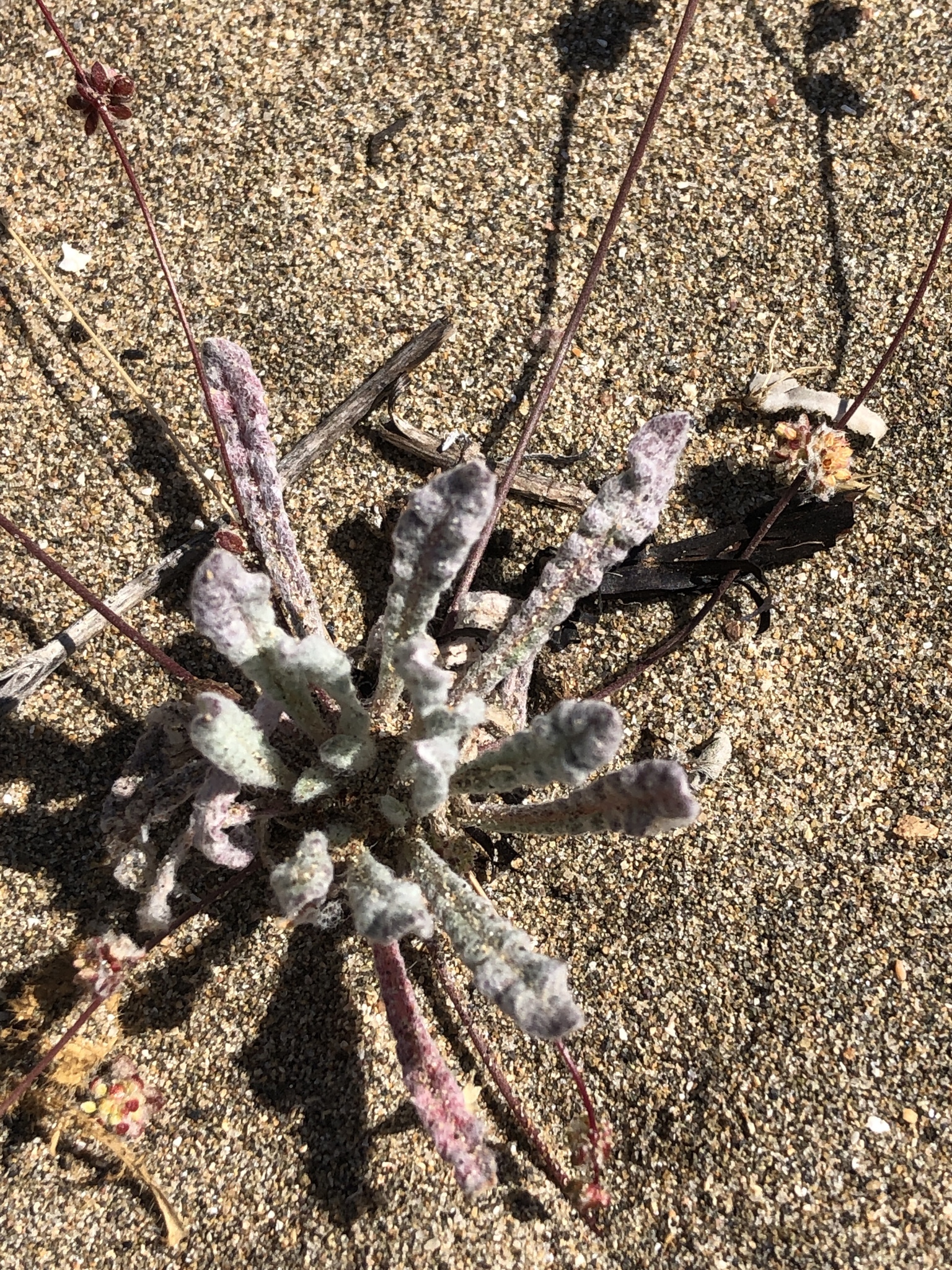 Nemacaulis denudata var. gracilis