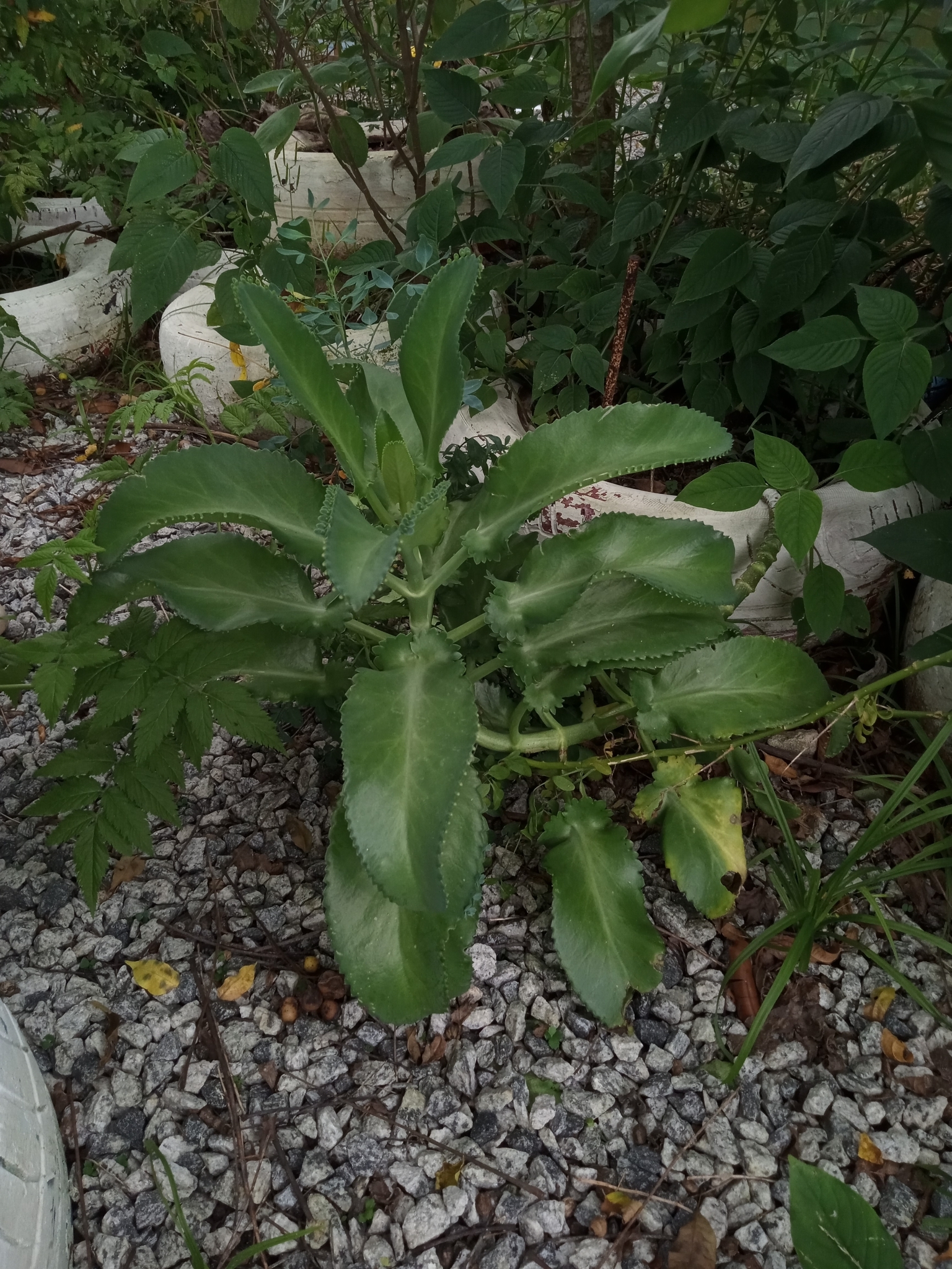 Kalanchoe laetivirens