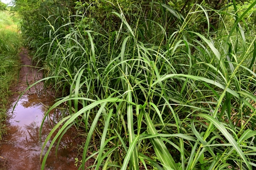 Rottboellia cochinchinensis iNat (2)