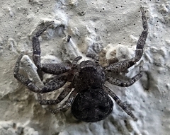 Bassaniana utahensis