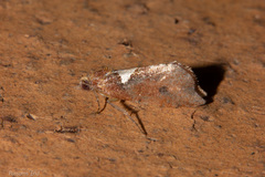Pyrgotis pyramidias