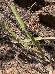 Acanthocereus tetragonus image