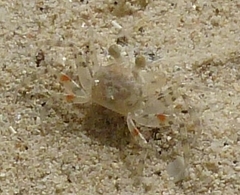 Ocypode pallidula image