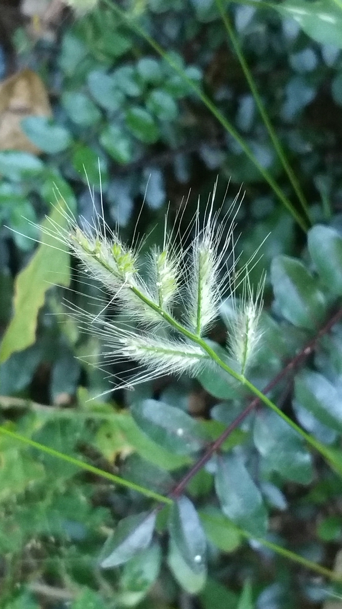 (c) Helene Ralimanana, certains droits réservés (CC BY-NC) https://www.inaturalist.org/observations/22994078