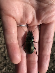 Megadromus antarcticus