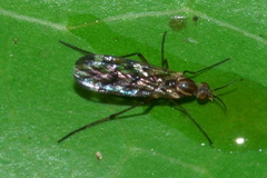 Sylvicola undulatus