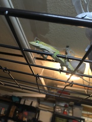 Anolis carolinensis