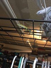 Anolis carolinensis