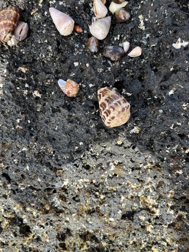Conus ebraeus observed 2024-03-12