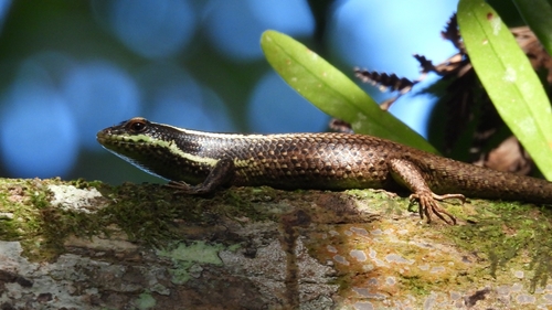 Borneo Skink (Dasia vittata)