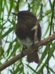 Sayornis nigricans