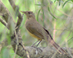 Turdus grayi