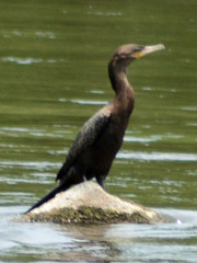 Nannopterum brasilianum