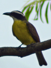 Megarynchus pitangua