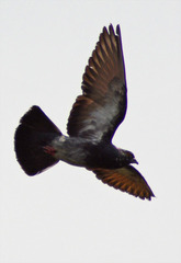 Columba livia domestica