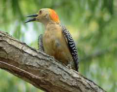 Melanerpes aurifrons