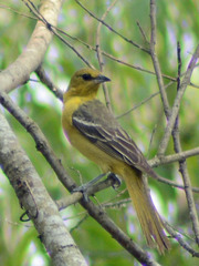 Icterus spurius