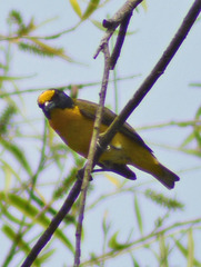 Euphonia hirundinacea