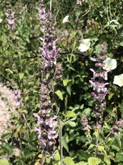 Stachys rigida quercetorum
