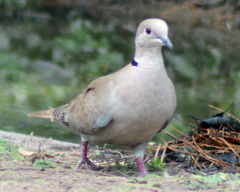 Streptopelia decaocto