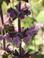 Stachys rigida quercetorum
