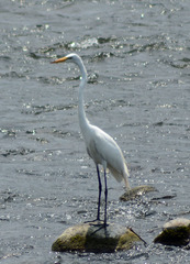 Ardea alba
