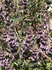 Stachys rigida quercetorum