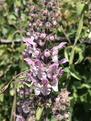 Stachys rigida quercetorum