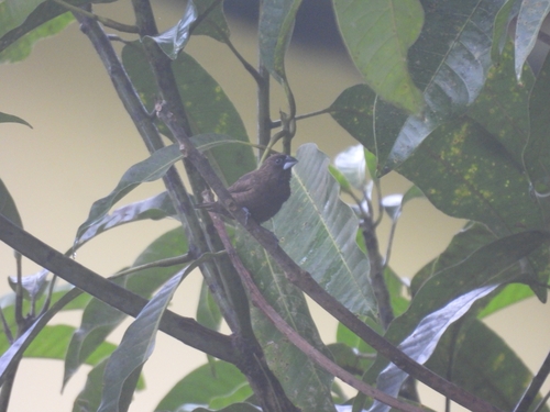 Dusky Munia (Lonchura fuscans)
