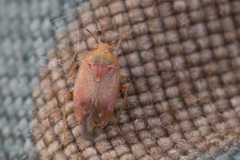 Agnocoris