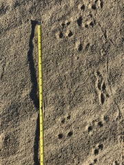 Ammospermophilus leucurus