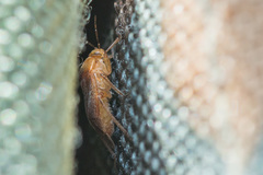 Agnocoris