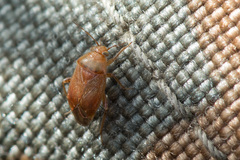 Agnocoris