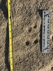 Ammospermophilus leucurus