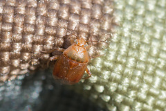Agnocoris
