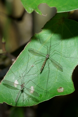 Limnophilella delicatula