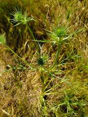 Eryngium spinosepalum