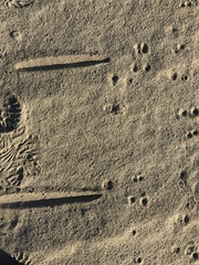 Ammospermophilus leucurus