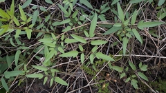 Cardiospermum corindum