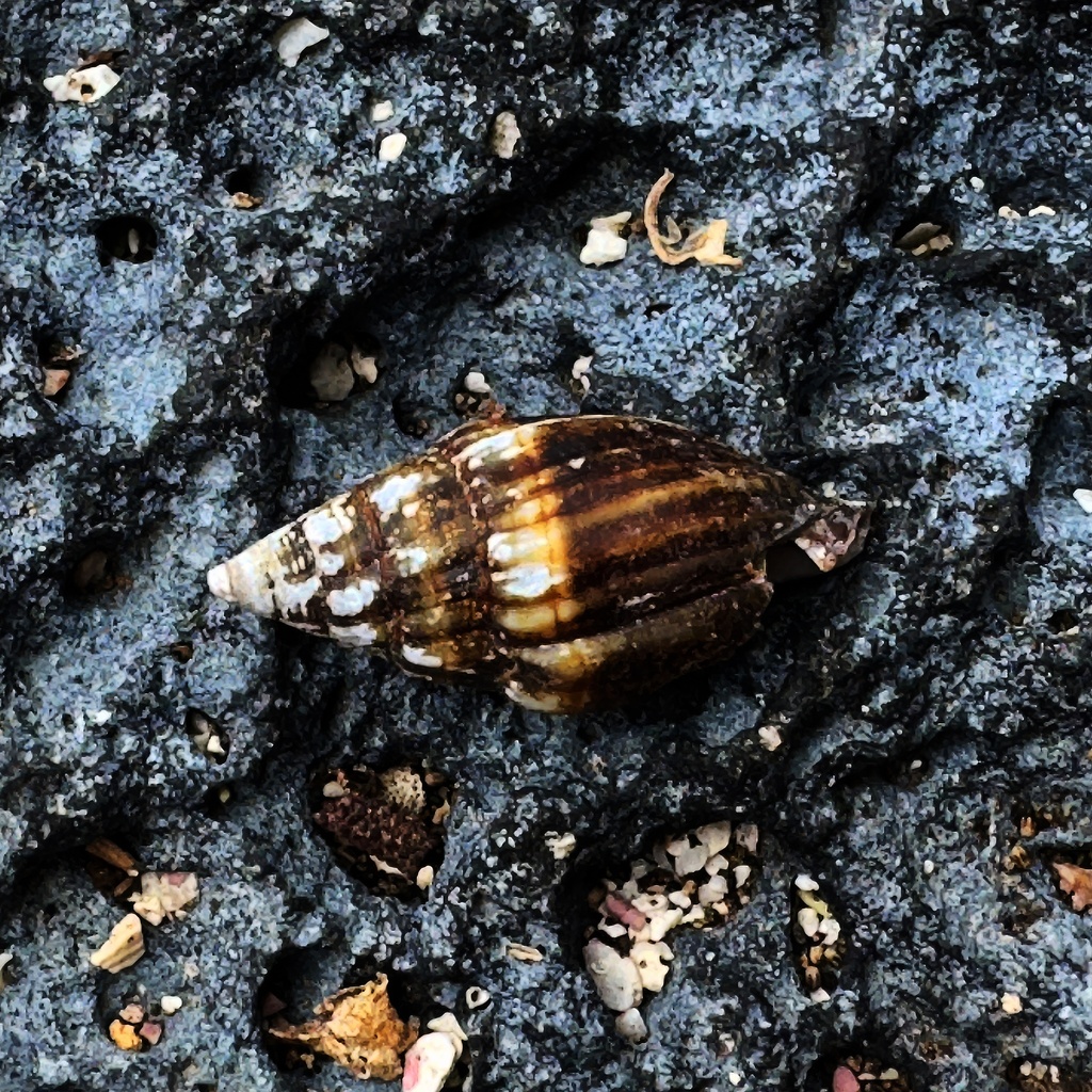 Strigatella tristis