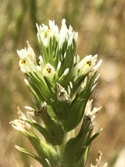 Castilleja attenuata