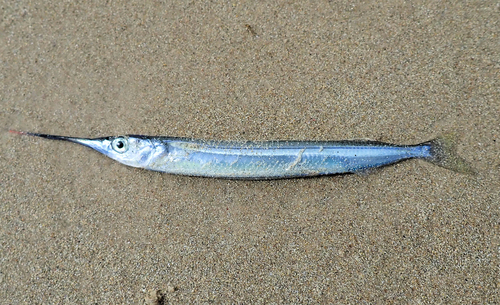 Dusky garfish (Hyporhamphus melanochir) — Hemiramphidae — 2