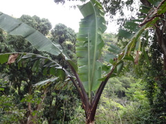 Musa acuminata