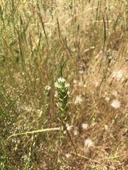 Castilleja attenuata
