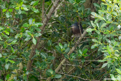 Butorides striata macrorhyncha