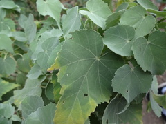 Abutilon menziesii