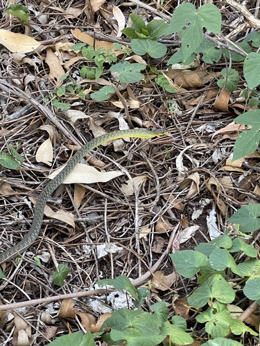 Common Tree Snake sighting