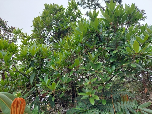 Image of Quercus humboldtii by (c) Daniel Mesa, some rights reserved (CC BY)