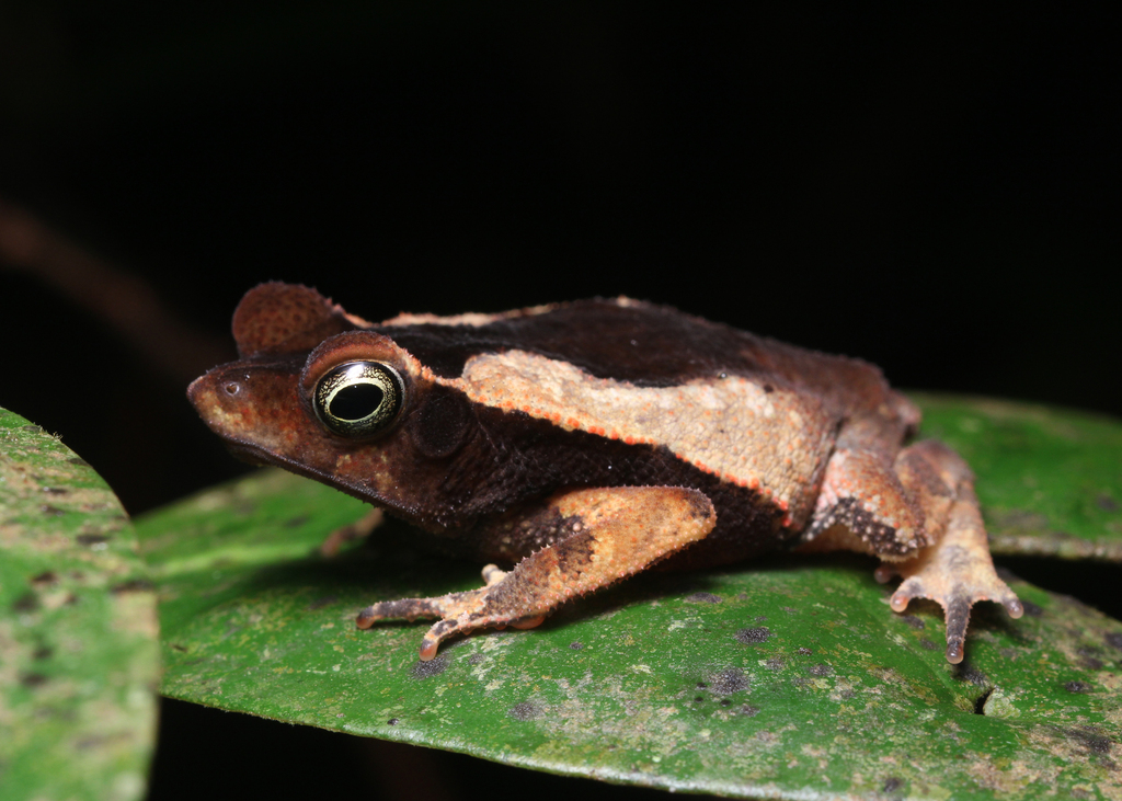 Guiana Shield Leaf Toad