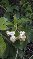 Tournefortia rufosericea